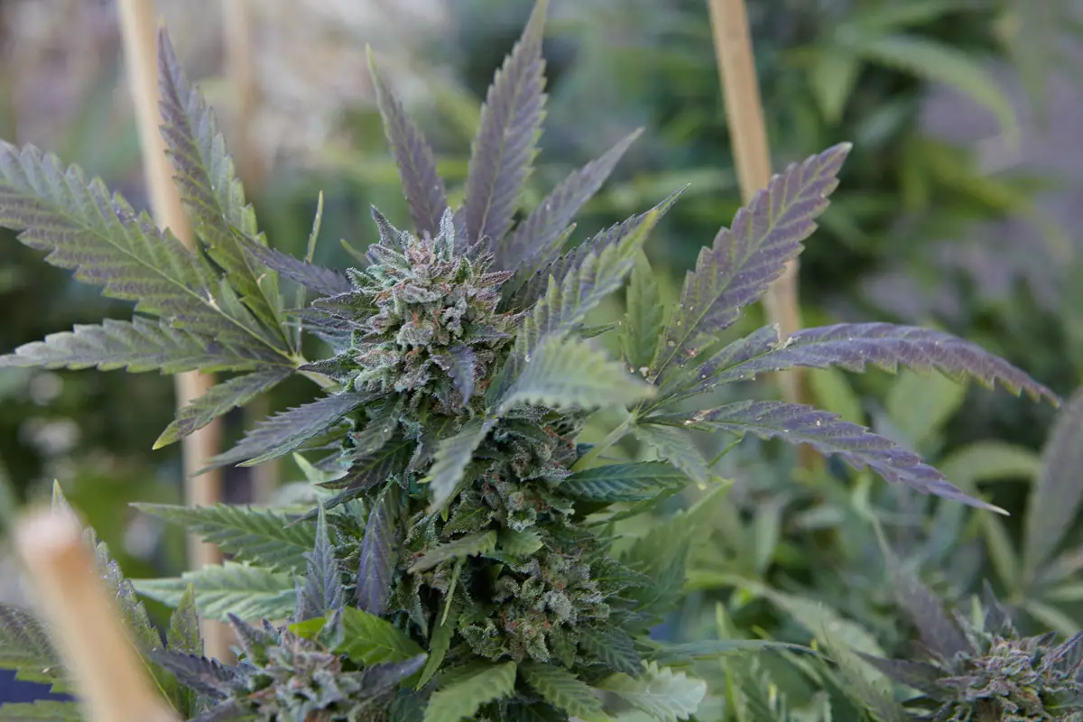 San Diego County’s newly adopted cannabis program faces a lawsuit challenging its environmental review, with opponents citing concerns about groundwater, odors and effects on rural communities. Photo by Sam Cornwall