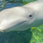 Cyprus, a 9-year-old beluga whale brought to SeaWorld San Diego in August after being rescued from Canada, has died, the park announced. Courtesy photo/SeaWorld San Diego