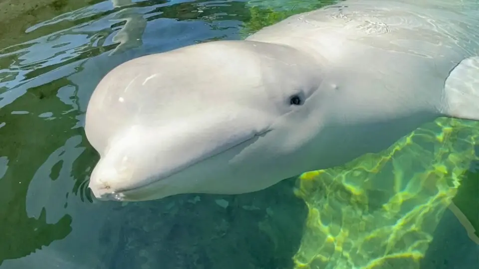 Cyprus, a 9-year-old beluga whale brought to SeaWorld San Diego in August after being rescued from Canada, has died, the park announced. Courtesy photo/SeaWorld San Diego