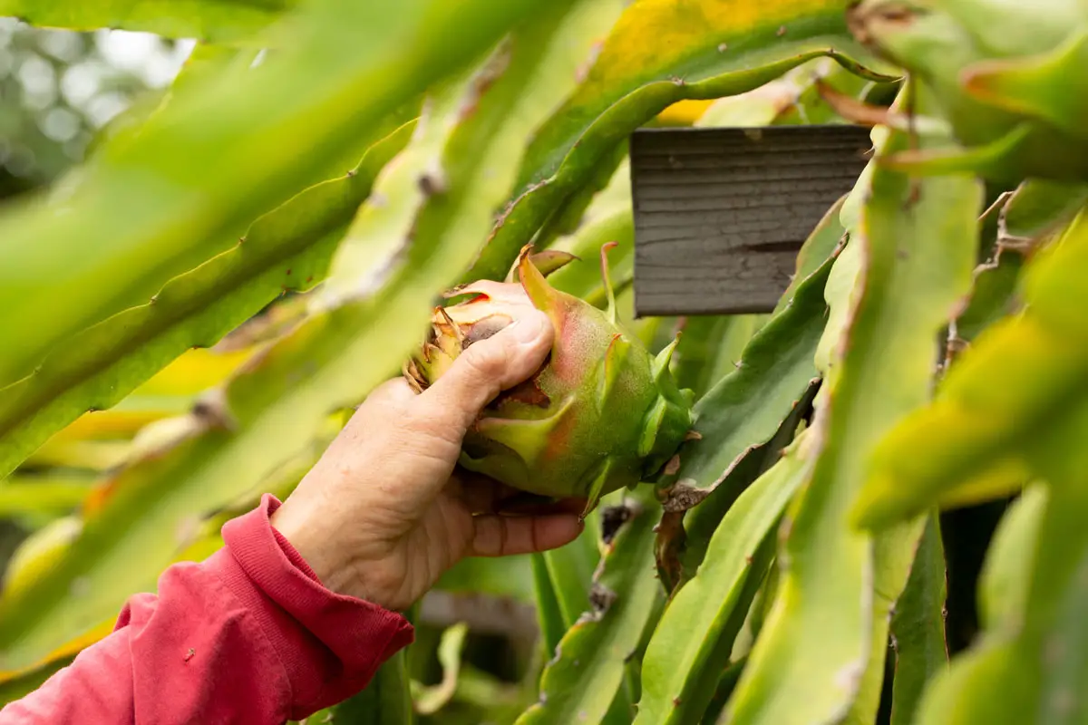 Dragon fruit is harvested at a farm in Fallbrook. Local growers opposing San Diego County’s cannabis program have raised concerns about increased competition for groundwater and potential effects on farmland. Courtesy photo