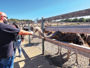 Visitors to Ostrichland USA in Buellton can feed some of the 80 ostriches and 20 emus. Best to come in the morning when the birds are hungry. Photo by Jerry Ondash