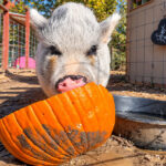 Pigs love pumpkins at the Olivenhain Farm Camp in Encinitas. Photo Natalie Neal