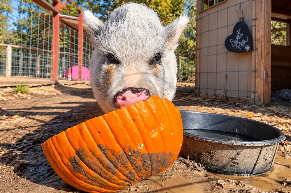 Pigs love pumpkins at the Olivenhain Farm Camp in Encinitas. Photo Natalie Neal