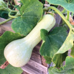 Butternut squash at the Carlsbad Senior Center community garden is the plant of the season. Photo by Jano Nightingale