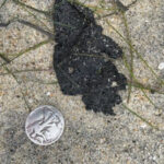 Approximately 12 suspected balls of tar were found earlier today on Carlsbad State Beach. Photo via Twitter/Rep. Mike Levin