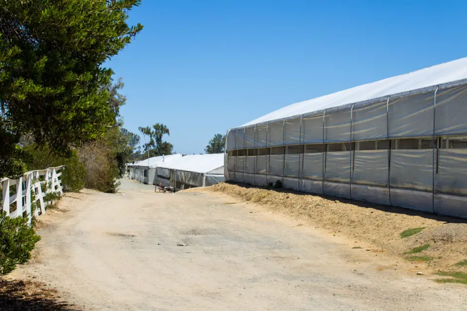 A row of empty greenhouses are all that remain at the Encinitas farm site formerly occupied by Cultivaris Hemp.