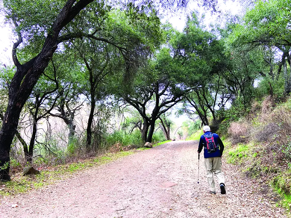 The live oaks on this stretch of trail in the Blue Sky Ecological Reserve in Poway provide a leafy respite from the sun. This 5.5-mile trail leads up to Lake Poway, Lake Poway Park and the dam. Another 5-mile trail in the reserve leads to Lake Ramona. Photo by E’Louise Ondash
