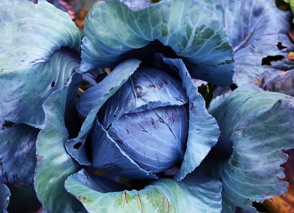 San Diego Seed Company recommends starting red acre cabbage seeds in a cool environment. Photo via Facebook/San Diego Seed Company