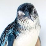 Birch Aquarium – Little Blue Penguins