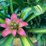 Bromeliads are the star of the show that runs through Sept. 26 at the San Diego Botanic Garden in Encinitas. Photo by E’Louise Ondash