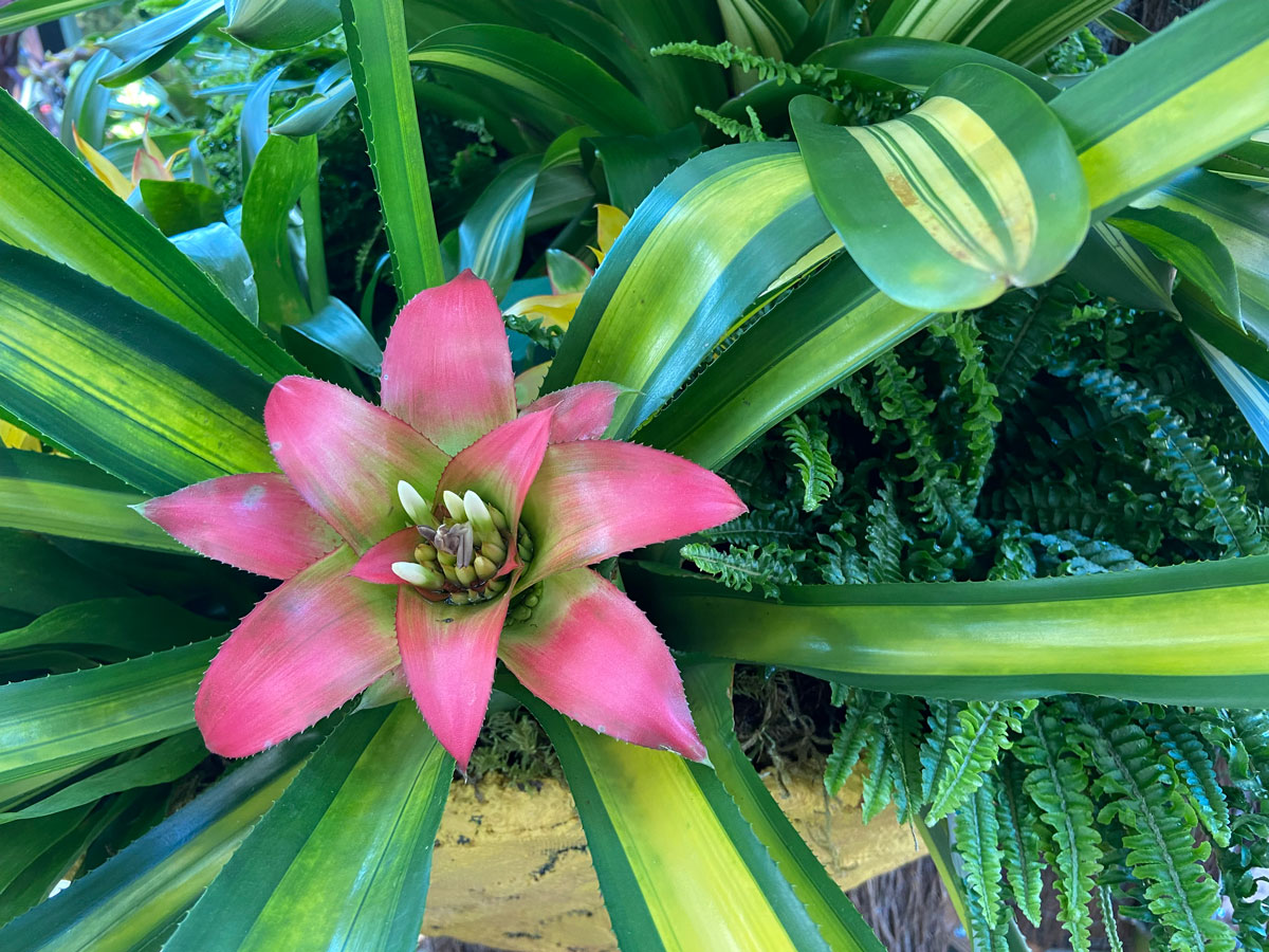 Bromeliads are the star of the show that runs through Sept. 26 at the San Diego Botanic Garden in Encinitas. Photo by E’Louise Ondash