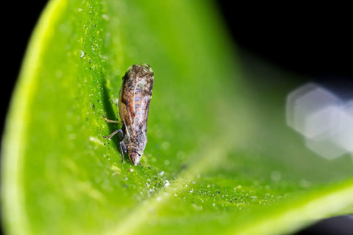 Asian citrus psyllid is an invasive insect that is known to spread Huanglongbing. Courtesy photo