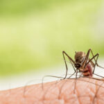 Protecting against mosquitoes has required more help from the public in recent years due to invasive Aedes mosquitoes that can potentially transmit diseases not naturally found here, including Zika, dengue and chikungunya.