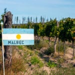 A malbec grape plantation in Argentina, which ranks as the world’s fourth-largest wine producer. Courtesy photo