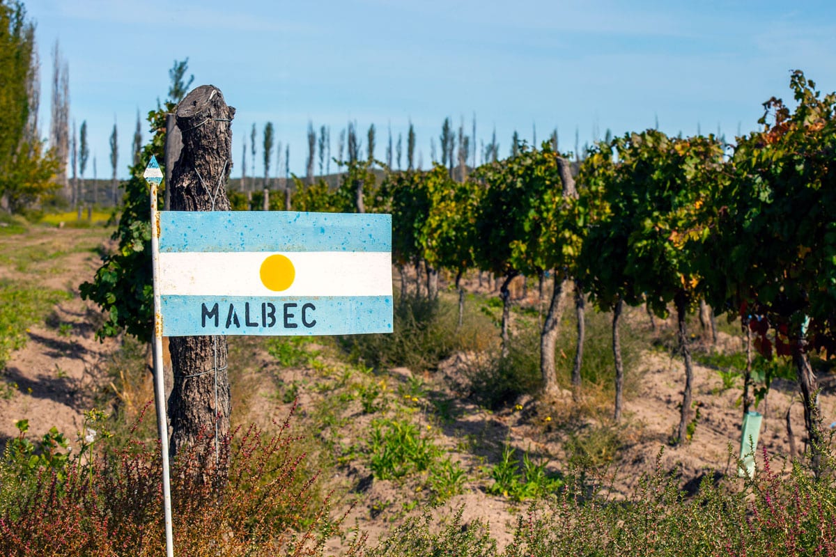 A malbec grape plantation in Argentina, which ranks as the world’s fourth-largest wine producer. Courtesy photo